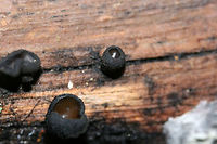 Plectania sp.? Tiny, cup-shaped fruiting bodies growing on highly rotted (conifer?) below pines in the moist valley of a dense mixed forest.<br />
https://www.jungledragon.com/image/79928/plectania_sp.html Geotagged,United States,Winter