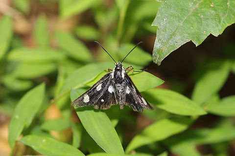 Eight-spotted Forester Moth (Alypia octomaculata) At a moist hickory-oak forest edge. Parthenocissus quinquefolia, Vitis vulpina, and Vitis rotundifolia  (known food sources for this species) are nearby. 
https://www.jungledragon.com/image/79974/eight-spotted_forester_moth_alypia_octomaculata.html Alypia octomaculata,Eight-Spotted Forester,Geotagged,Spring,United States