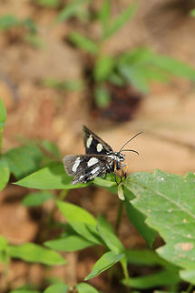 Eight-spotted Forester Moth (Alypia octomaculata) At a moist hickory-oak forest edge. Parthenocissus quinquefolia, Vitis vulpina, and Vitis rotundifolia  (known food sources for this species) are nearby. 
https://www.jungledragon.com/image/79973/eight-spotted_forester_moth_alypia_octomaculata.html Alypia octomaculata,Eight-Spotted Forester,Geotagged,Spring,United States