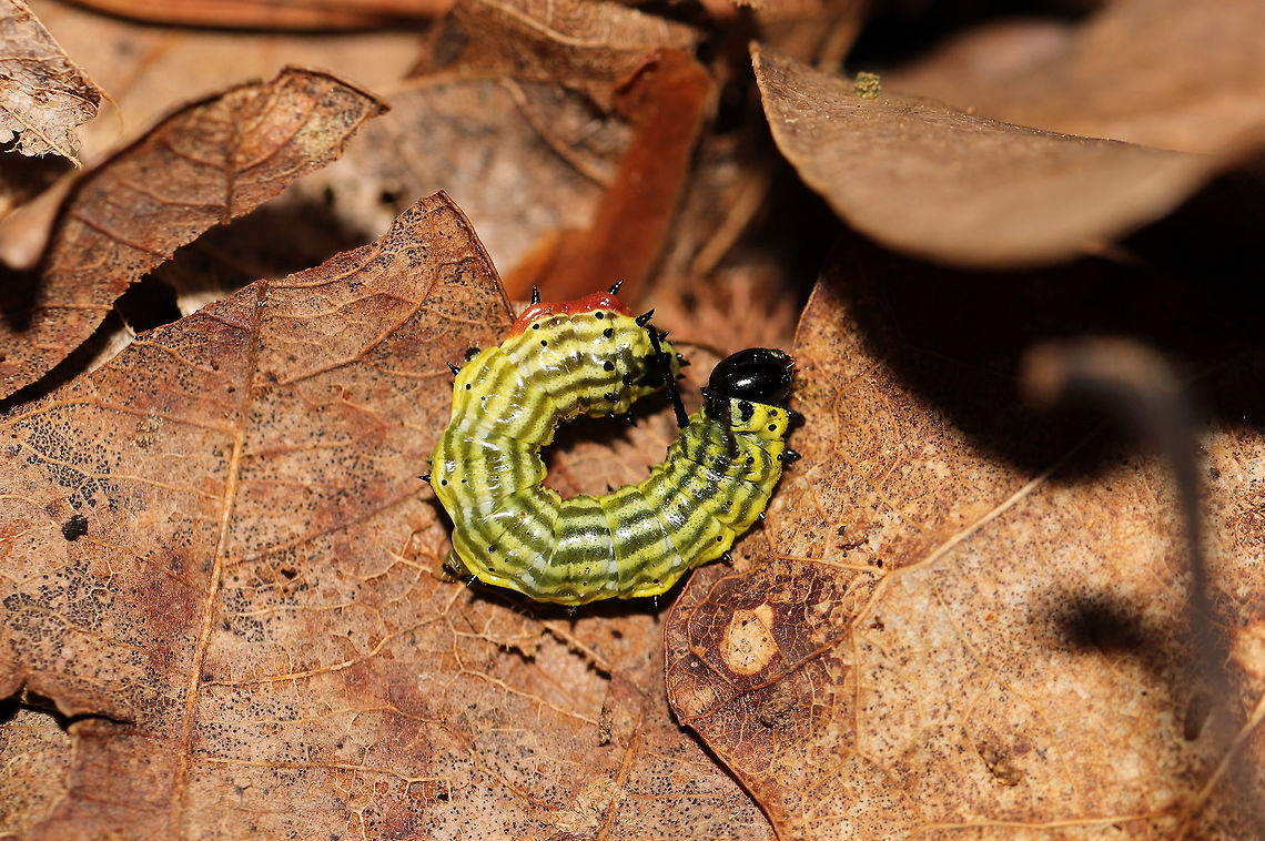Rosy Maple Moth Larva (Dryocampa rubicunda) In leaf litter at a hickory-oak forest edge.  Dryocampa rubicunda,Geotagged,Rosy maple moth,Spring,United States