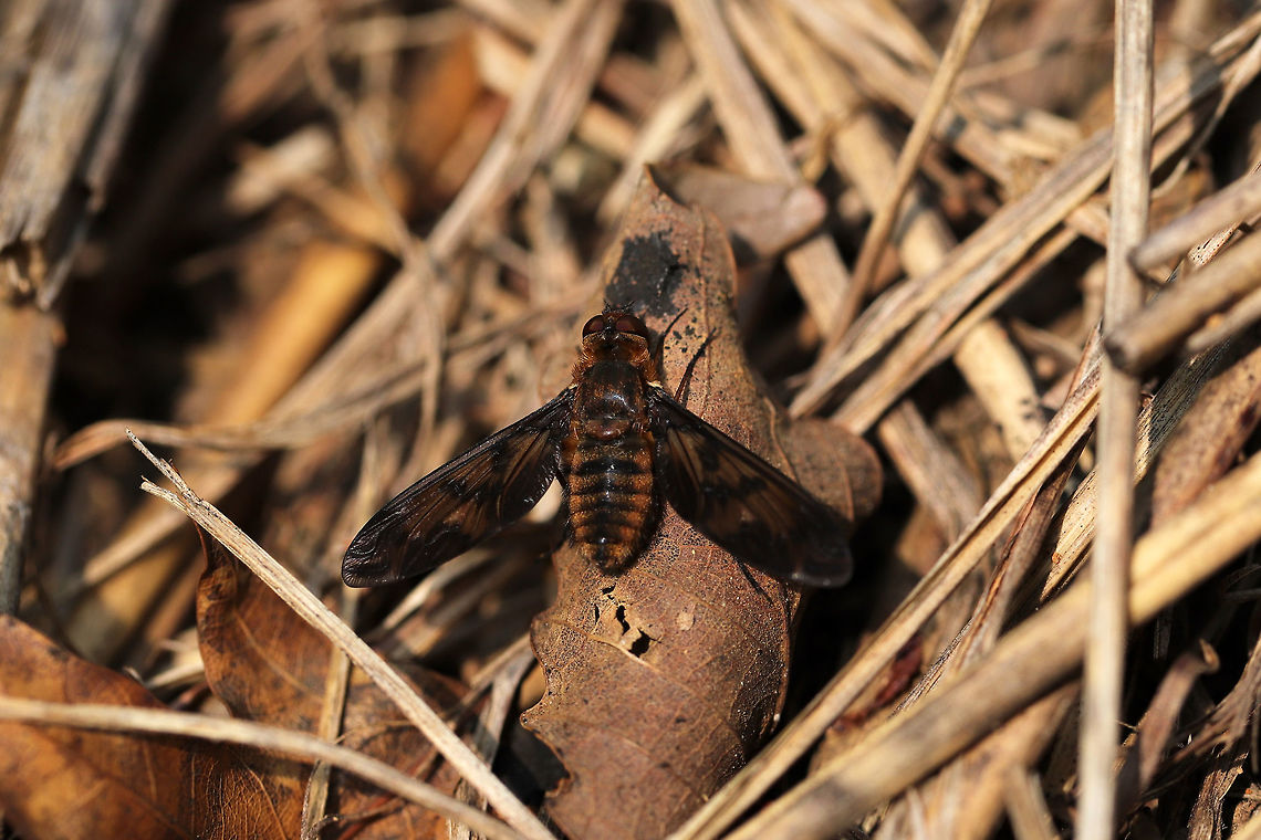 Poecilanthrax nigripennis? I'm pretty sure this ID is correct. Window wings are smoky, and the postpronotum is a reddish hue (differentiates this species from P. alcyon). <br />
<br />
Several of these have been at the edge of our hickory-oak forest. They are often found resting on leaves and on hay (in our future garden). Geotagged,Poecilanthrax nigripennis,Spring,United States