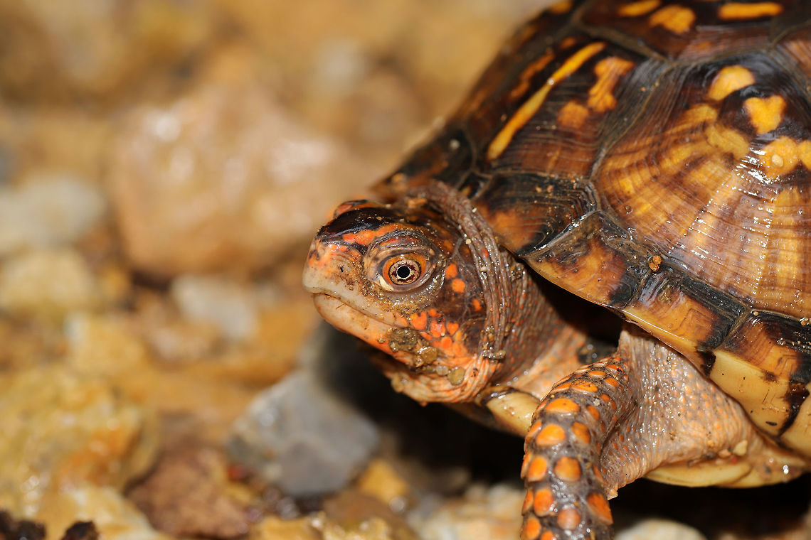 Eastern Box Turtle (Terrapene carolina carolina) This cutie was taking a bath (there was a rainshower) on our driveway yesterday afternoon. Jason and I helped it get the direction it was going just so we could continue up the drive! <br />
<figure class="photo"><a href="https://www.jungledragon.com/image/80043/eastern_box_turtle_terrapene_carolina_carolina.html" title="Eastern Box Turtle (Terrapene carolina carolina)"><img src="https://s3.amazonaws.com/media.jungledragon.com/images/3231/80043_thumb.jpg?AWSAccessKeyId=05GMT0V3GWVNE7GGM1R2&Expires=1759968010&Signature=vD47f3%2B%2FmlvBqL3Om5U%2FJlQ7i6A%3D" width="200" height="134" alt="Eastern Box Turtle (Terrapene carolina carolina) This cutie was taking a bath (there was a rainshower) on our driveway yesterday afternoon. Jason and I helped it get the direction it was going just so we could continue up the drive!<br />
https://www.jungledragon.com/image/80042/eastern_box_turtle_terrapene_carolina_carolina.html Eastern box turtle,Geotagged,Spring,Terrapene carolina carolina,United States" /></a></figure> Eastern box turtle,Geotagged,Spring,Terrapene carolina carolina,United States