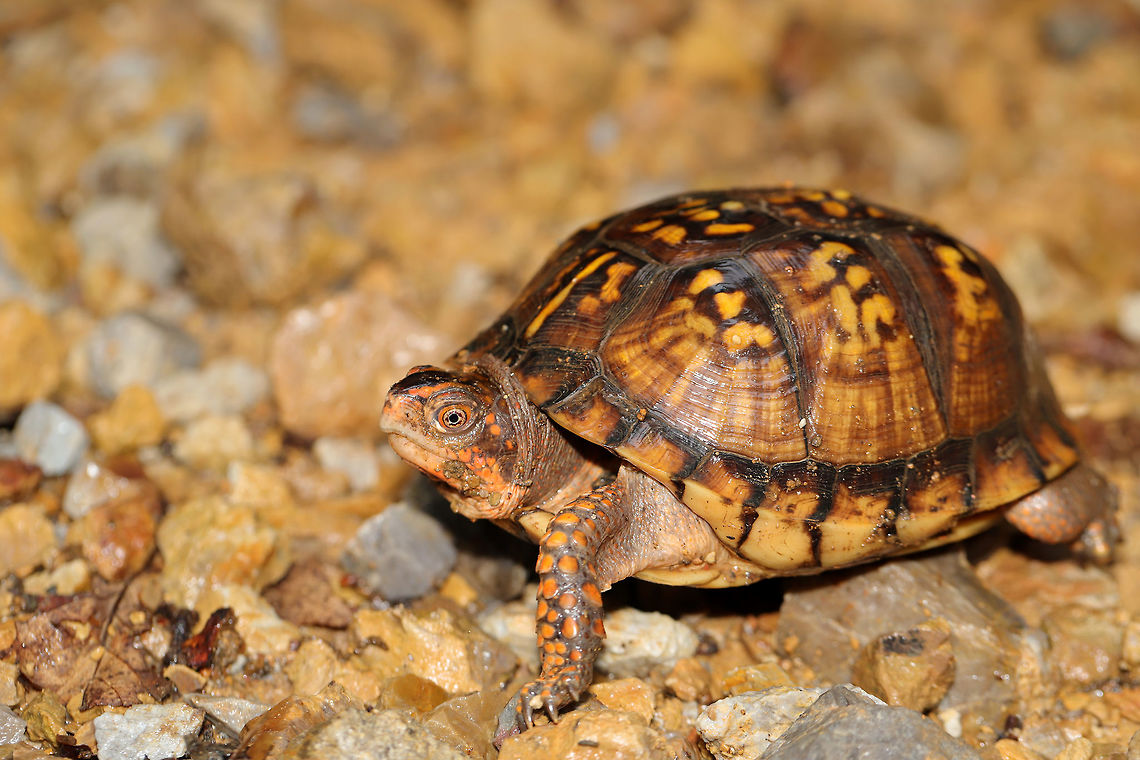 Eastern Box Turtle (Terrapene carolina carolina) This cutie was taking a bath (there was a rainshower) on our driveway yesterday afternoon. Jason and I helped it get the direction it was going just so we could continue up the drive!<br />
<figure class="photo"><a href="https://www.jungledragon.com/image/80042/eastern_box_turtle_terrapene_carolina_carolina.html" title="Eastern Box Turtle (Terrapene carolina carolina)"><img src="https://s3.amazonaws.com/media.jungledragon.com/images/3231/80042_thumb.jpg?AWSAccessKeyId=05GMT0V3GWVNE7GGM1R2&Expires=1767225610&Signature=%2BWqj%2BJp8YCh3zgrMVkAOlfOx0D8%3D" width="200" height="134" alt="Eastern Box Turtle (Terrapene carolina carolina) This cutie was taking a bath (there was a rainshower) on our driveway yesterday afternoon. Jason and I helped it get the direction it was going just so we could continue up the drive! <br />
https://www.jungledragon.com/image/80043/eastern_box_turtle_terrapene_carolina_carolina.html Eastern box turtle,Geotagged,Spring,Terrapene carolina carolina,United States" /></a></figure> Eastern box turtle,Geotagged,Spring,Terrapene carolina carolina,United States