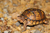 Eastern Box Turtle (Terrapene carolina carolina) This cutie was taking a bath (there was a rainshower) on our driveway yesterday afternoon. Jason and I helped it get the direction it was going just so we could continue up the drive!<br />
https://www.jungledragon.com/image/80042/eastern_box_turtle_terrapene_carolina_carolina.html Eastern box turtle,Geotagged,Spring,Terrapene carolina carolina,United States