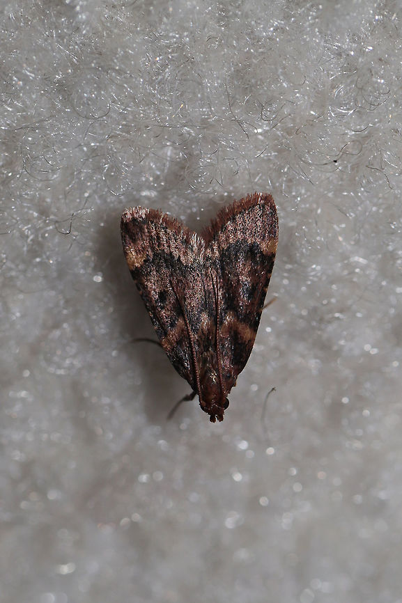 Pink-masked Pyralid Moth (Aglossa disciferalis) At a light (inside a building) near the edge of a oak-hickory forest Aglossa disciferalis,Geotagged,Spring,United States
