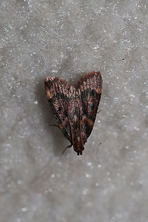 Pink-masked Pyralid Moth (Aglossa disciferalis) At a light (inside a building) near the edge of a oak-hickory forest Aglossa disciferalis,Geotagged,Spring,United States