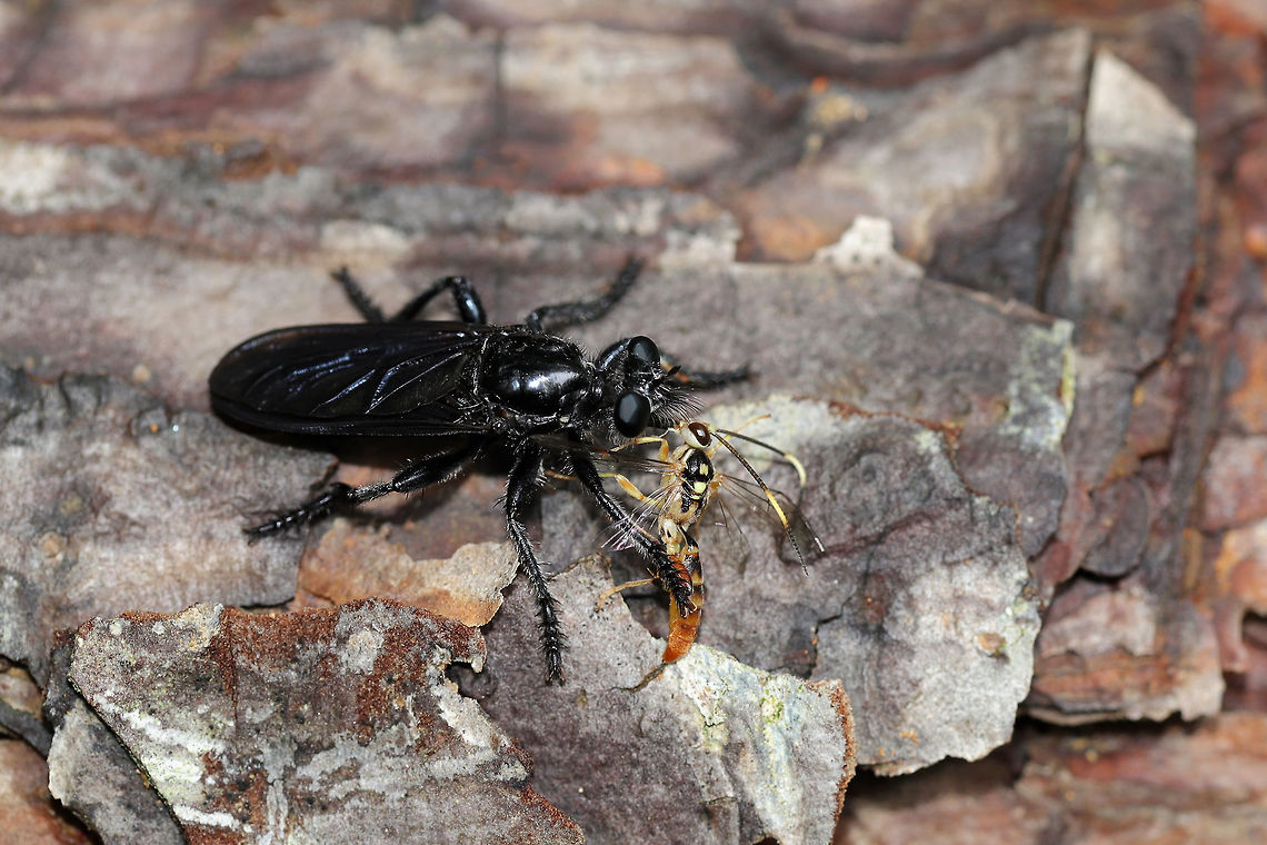 Kiss of Death - Pogonosoma dorsatum with Cratichneumon sp. Prey Found on a fallen pine at the edge of a hickory-oak dominant forest. Gordon County, Georgia, US. June 6, 2019.<br />
<br />
Any ID help (on either) would be most appreciated! So far, the closest I can find (visually) on the robberfly is Pogonosoma dorsatum, but I&#039;m definitely not skilled at IDing any diptera. :/ <br />
<figure class="photo"><a href="https://www.jungledragon.com/image/80046/kiss_of_death_-_pogonosoma_dorsatum_with_cratichneumon_sp._prey.html" title="Kiss of Death - Pogonosoma dorsatum with Cratichneumon sp. Prey"><img src="https://s3.amazonaws.com/media.jungledragon.com/images/3231/80046_thumb.jpg?AWSAccessKeyId=05GMT0V3GWVNE7GGM1R2&Expires=1759968010&Signature=NaYP1HF4KmaZBr%2FORztfZ%2FDelgw%3D" width="200" height="166" alt="Kiss of Death - Pogonosoma dorsatum with Cratichneumon sp. Prey Found on a fallen pine at the edge of a hickory-oak dominant forest. Gordon County, Georgia, US. June 6, 2019.<br />
 <br />
Any ID help (on either) would be most appreciated! So far, the closest I can find (visually) on the robberfly is Pogonosoma dorsatum, but I&#039;m definitely not skilled at IDing any diptera. :/ <br />
<br />
https://www.jungledragon.com/image/80045/kiss_of_death_-_robberfly_with_ichneumonid_wasp_prey.html Geotagged,United States" /></a></figure> Geotagged,Pogonosoma dorsatum,Spring,United States