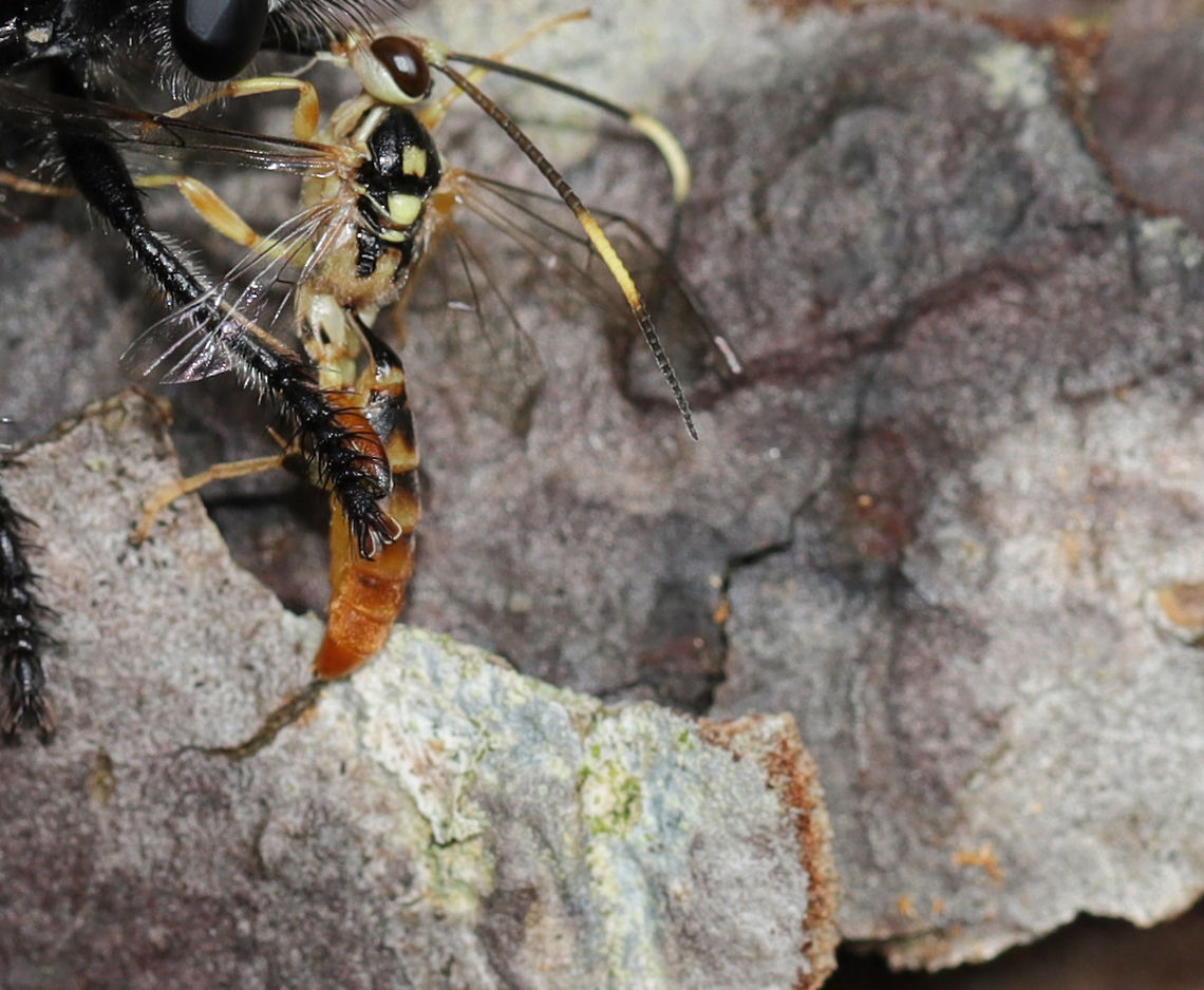 Kiss of Death - Pogonosoma dorsatum with Cratichneumon sp. Prey Found on a fallen pine at the edge of a hickory-oak dominant forest. Gordon County, Georgia, US. June 6, 2019.<br />
 <br />
Any ID help (on either) would be most appreciated! So far, the closest I can find (visually) on the robberfly is Pogonosoma dorsatum, but I'm definitely not skilled at IDing any diptera. :/ <br />
<br />
<figure class="photo"><a href="https://www.jungledragon.com/image/80045/kiss_of_death_-_pogonosoma_dorsatum_with_cratichneumon_sp._prey.html" title="Kiss of Death - Pogonosoma dorsatum with Cratichneumon sp. Prey"><img src="https://s3.amazonaws.com/media.jungledragon.com/images/3231/80045_thumb.jpg?AWSAccessKeyId=05GMT0V3GWVNE7GGM1R2&Expires=1769040010&Signature=oR9FOF41YLxgkTmpVA%2Fhi0bJAZE%3D" width="200" height="134" alt="Kiss of Death - Pogonosoma dorsatum with Cratichneumon sp. Prey Found on a fallen pine at the edge of a hickory-oak dominant forest. Gordon County, Georgia, US. June 6, 2019.<br />
<br />
Any ID help (on either) would be most appreciated! So far, the closest I can find (visually) on the robberfly is Pogonosoma dorsatum, but I'm definitely not skilled at IDing any diptera. :/ <br />
https://www.jungledragon.com/image/80046/kiss_of_death_-_robberfly_with_ichneumonid_wasp_prey.html Geotagged,Pogonosoma dorsatum,Spring,United States" /></a></figure> Geotagged,United States