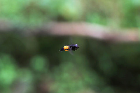 Hybomitra cincta The horsefly that followed me on part of my hike today. It kept zipping past and hovering beside me! I'm glad it wasn't aggressive! Difficult to photograph, as you can tell! Geotagged,Hybomitra cincta,Spring,United States
