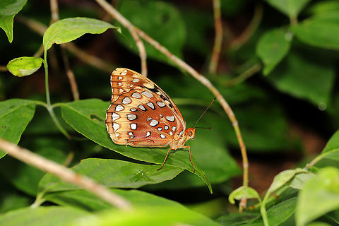 Great Spangled Fritillary (Speyeria cybele) Hanging out on Dogwood (Cornus florida) at the edge of a hickory-oak forest.  Geotagged,Great Spangled Fritillary,Speyeria cybele,Spring,United States