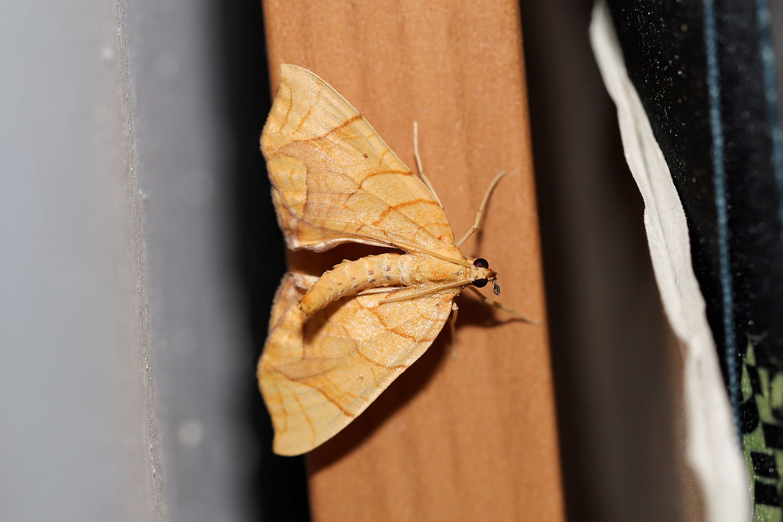 Eulithis diversilineata or gracilineata Snuck into the camper this morning and wanted to be friends! At the edge of a mixed (primarily hickory-oak) forest.<br />
<br />
The two species cannot be distinguished without dissection, so I will leave it at E. diversilineatea. Eulithis diversilineata,Geotagged,Lesser grapevine looper,Spring,United States
