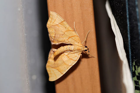 Eulithis diversilineata or gracilineata Snuck into the camper this morning and wanted to be friends! At the edge of a mixed (primarily hickory-oak) forest.

The two species cannot be distinguished without dissection, so I will leave it at E. diversilineatea. Eulithis diversilineata,Geotagged,Lesser grapevine looper,Spring,United States