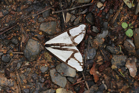 Neighbor Moth (Haploa contigua) Worn, partially eaten (body was missing) moth at the edge of a hickory-oak forest (near a seasonal stream).  Geotagged,Haploa contigua,Neighbor moth,Spring,United States