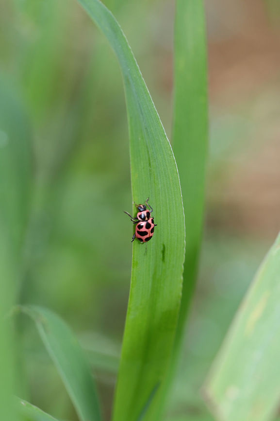 Spotted Lady Beetle (Coleomegilla maculata) At the disturbed edge of a hickory-oak forest. <br />
<br />
Poor quality shot, but I figured I would document it! Coleomegilla maculata,Geotagged,Spotted Ladybird,Spring,United States