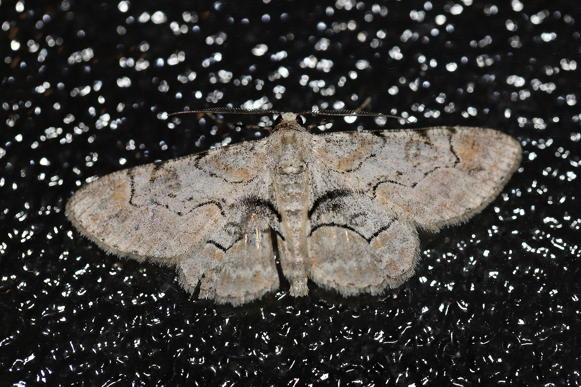 Bent-line Gray (Iridopsis larvaria) At lights at the edge of a dense mixed (primarily oak-hickory) forest.<br />
<br />
My visitor for the morning. Our camper lights had only been on for a few minutes, and this moth was quickly attracted to our door/window!  Bent-line gray,Geotagged,Iridopsis larvaria,Spring,United States