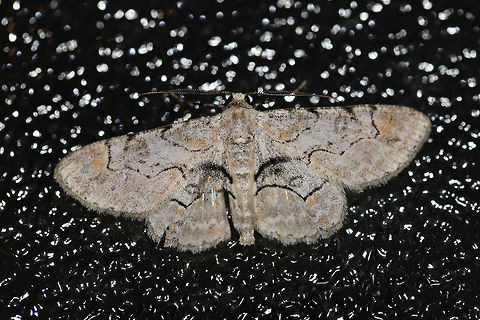 Bent-line Gray (Iridopsis larvaria) At lights at the edge of a dense mixed (primarily oak-hickory) forest.

My visitor for the morning. Our camper lights had only been on for a few minutes, and this moth was quickly attracted to our door/window!  Bent-line gray,Geotagged,Iridopsis larvaria,Spring,United States