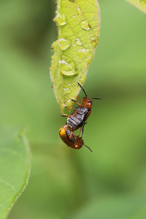 Clay-colored Leaf Beetle (Anomoea laticlavia) Two beetles in coitus at the meadowy edge of a dense mixed (hickory-oak) forest.<br />
<br />
Trying to get the hang of lighting in this rainy/stormy weather, but I&#039;m not quite there yet! So please forgive the quality of some photos recently!  Anomoea laticlavia,Clay-colored Leaf Beetle,Geotagged,Spring,United States