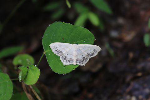 Large Lace-Border (Scopula limboundata) Resting on foliage at the edge of a dense mixed (hickory-oak) forest Geotagged,Large Lace-border,Scopula limboundata,Spring,United States