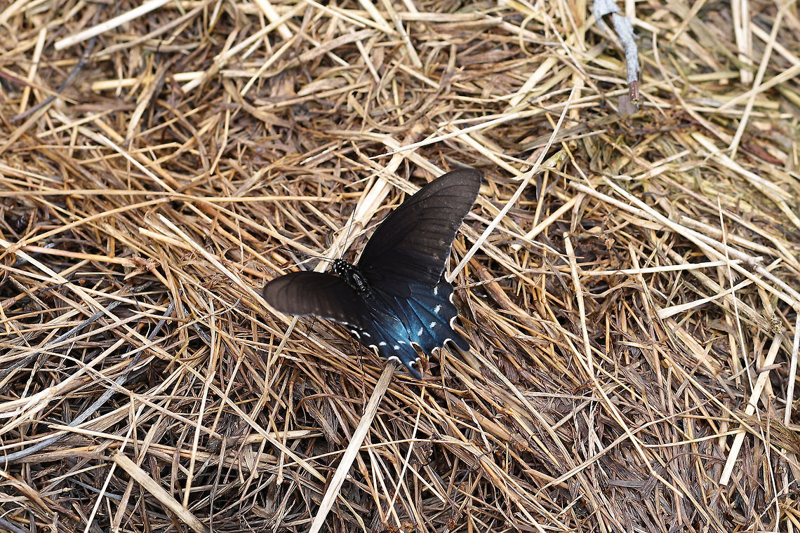 Pipevine Swallowtail (Battus philenor) This finicky butterfly would not stay still for photos! Resting on hay (where we are doing some rehab on disturbed soil) at the edge of a dense mixed (hickory-oak) forest. <br />
<figure class="photo"><a href="https://www.jungledragon.com/image/80084/pipevine_swallowtail_battus_philenor.html" title="Pipevine Swallowtail (Battus philenor)"><img src="https://s3.amazonaws.com/media.jungledragon.com/images/3231/80084_thumb.jpg?AWSAccessKeyId=05GMT0V3GWVNE7GGM1R2&Expires=1759968010&Signature=U4WeXOojFhGXR7B4nSBF9%2BD9GgQ%3D" width="200" height="134" alt="Pipevine Swallowtail (Battus philenor) This finicky butterfly would not stay still for photos! Resting on hay (where we are doing some rehab on disturbed soil) at the edge of a dense mixed (hickory-oak) forest.<br />
https://www.jungledragon.com/image/80083/pipevine_swallowtail_battus_philenor.html Battus philenor,Geotagged,Pipevine Swallowtail,Spring,United States" /></a></figure> Battus philenor,Geotagged,Pipevine Swallowtail,Spring,United States
