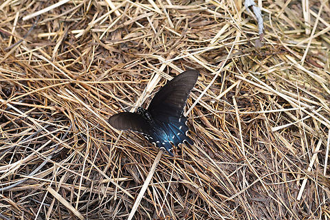Pipevine Swallowtail (Battus philenor) This finicky butterfly would not stay still for photos! Resting on hay (where we are doing some rehab on disturbed soil) at the edge of a dense mixed (hickory-oak) forest. 
https://www.jungledragon.com/image/80084/pipevine_swallowtail_battus_philenor.html Battus philenor,Geotagged,Pipevine Swallowtail,Spring,United States