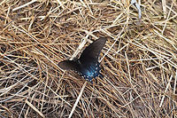 Pipevine Swallowtail (Battus philenor) This finicky butterfly would not stay still for photos! Resting on hay (where we are doing some rehab on disturbed soil) at the edge of a dense mixed (hickory-oak) forest. <br />
https://www.jungledragon.com/image/80084/pipevine_swallowtail_battus_philenor.html Battus philenor,Geotagged,Pipevine Swallowtail,Spring,United States