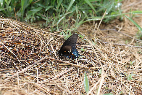 Pipevine Swallowtail (Battus philenor) This finicky butterfly would not stay still for photos! Resting on hay (where we are doing some rehab on disturbed soil) at the edge of a dense mixed (hickory-oak) forest.
https://www.jungledragon.com/image/80083/pipevine_swallowtail_battus_philenor.html Battus philenor,Geotagged,Pipevine Swallowtail,Spring,United States