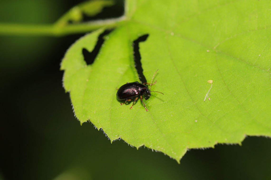 Tymnes sp. At the edge of a dense mixed (hickory-oak) forest  Geotagged,Spring,United States
