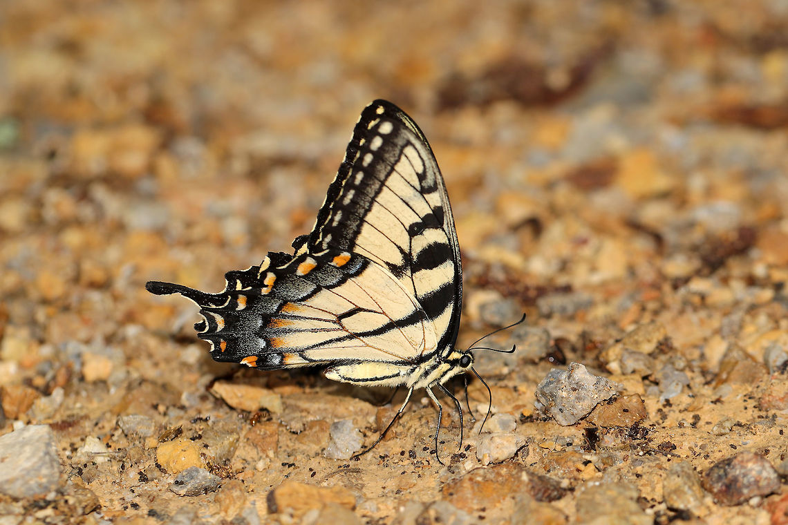 Eastern Tiger Swallowtail (Papilio glaucus) Butterfly nectaring on a chert path/trail after a heavy rain. <br />
<br />
This photo has been featured in this identification guide by Bryan Pfeiffer:<br />
<a href="https://bryanpfeiffer.com/taming-the-tigers/" rel="nofollow">https://bryanpfeiffer.com/taming-the-tigers/</a> Eastern Tiger Swallowtail,Geotagged,Papilio glaucus,Spring,United States