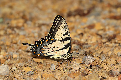 Eastern Tiger Swallowtail (Papilio glaucus) Butterfly nectaring on a chert path/trail after a heavy rain. 

This photo has been featured in this identification guide by Bryan Pfeiffer:
https://bryanpfeiffer.com/taming-the-tigers/ Eastern Tiger Swallowtail,Geotagged,Papilio glaucus,Spring,United States