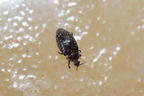 Turtle Beetle (Chelonarium lecontei) I had no idea what this was when I first saw it! Such a strange critter. It tucked its head under itself (like a turtle) whenever I approached it! From what I'm reading, this is a fairly rare beetle in North America.

At the dense mixed (oak-hickory-pine) forest edge. 

Photo with its head tucked:
https://www.jungledragon.com/image/80203/turtle_beetle_chelonarium_lecontei.html Chelonarium lecontei,Geotagged,Spring,United States
