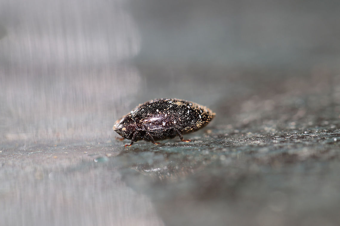 Turtle Beetle (Chelonarium lecontei) I had no idea what this was when I first saw it! Such a strange critter. It tucked its head under itself (like a turtle) whenever I approached it! From what I&#039;m reading, this is a fairly rare beetle in North America.<br />
<br />
At the dense mixed (oak-hickory-pine) forest edge. <br />
<figure class="photo"><a href="https://www.jungledragon.com/image/80202/turtle_beetle_chelonarium_lecontei.html" title="Turtle Beetle (Chelonarium lecontei)"><img src="https://s3.amazonaws.com/media.jungledragon.com/images/3231/80202_thumb.jpg?AWSAccessKeyId=05GMT0V3GWVNE7GGM1R2&Expires=1759968010&Signature=%2FPPJCTC%2F%2FblIFTm15AiXhLLJyLU%3D" width="200" height="134" alt="Turtle Beetle (Chelonarium lecontei) I had no idea what this was when I first saw it! Such a strange critter. It tucked its head under itself (like a turtle) whenever I approached it! From what I&#039;m reading, this is a fairly rare beetle in North America.<br />
<br />
At the dense mixed (oak-hickory-pine) forest edge. <br />
<br />
Photo with its head tucked:<br />
https://www.jungledragon.com/image/80203/turtle_beetle_chelonarium_lecontei.html Chelonarium lecontei,Geotagged,Spring,United States" /></a></figure> Chelonarium lecontei,Geotagged,Spring,United States