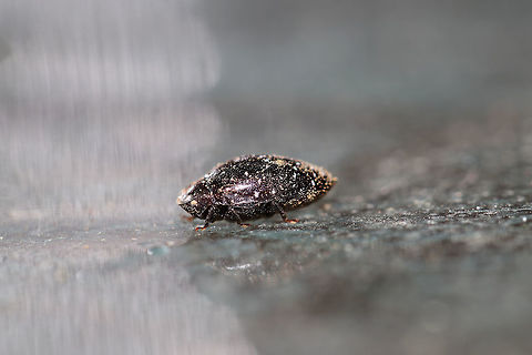 Turtle Beetle (Chelonarium lecontei) I had no idea what this was when I first saw it! Such a strange critter. It tucked its head under itself (like a turtle) whenever I approached it! From what I'm reading, this is a fairly rare beetle in North America.

At the dense mixed (oak-hickory-pine) forest edge. 
https://www.jungledragon.com/image/80202/turtle_beetle_chelonarium_lecontei.html Chelonarium lecontei,Geotagged,Spring,United States