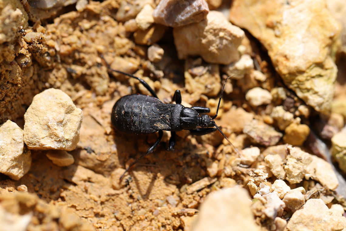 Black Corsair (Melanolestes picipes) ♀ On a chert path near the edge of a dense mixed (hickory-oak) forest. <br />
 Geotagged,Melanolestes picipes,Spring,United States