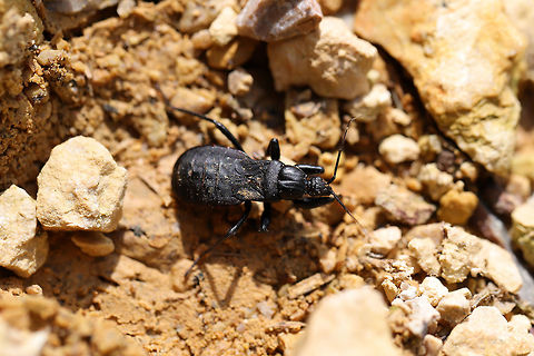 Black Corsair (Melanolestes picipes) ♀ On a chert path near the edge of a dense mixed (hickory-oak) forest. 
 Geotagged,Melanolestes picipes,Spring,United States