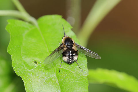 Bombylius varius At the edge of a dense mixed (hickory-oak) forest.  Bombylius varius,Geotagged,Spring,United States