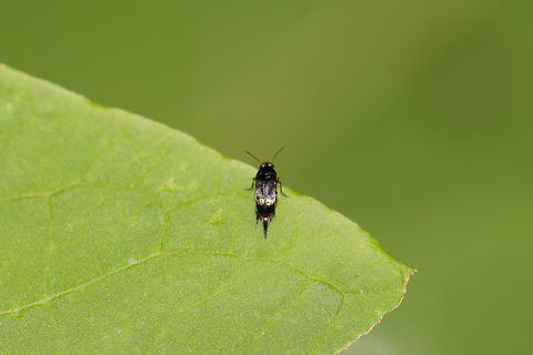 Tumbling Ragdoll Flower Beetle (Mordellaria marginata) At the edge of a dense mixed (hickory-oak) forest.  Geotagged,Mordellaria marginata,Spring,Tumbling Ragdoll Flower Beetle,United States