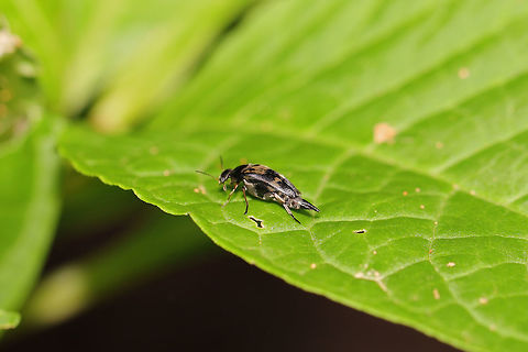 Glipa oculata At the edge of a dense mixed (hickory-oak) forest.  Geotagged,Glipa oculata,Mordellaria undulata,Spring,United States