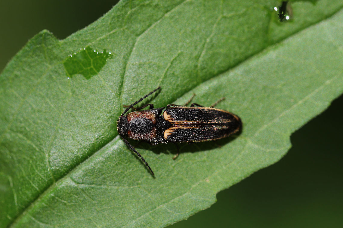 Megapenthes limbalis ♂ Beetle resting on foliage at the edge of a dense mixed (oak-hickory) forest. Geotagged,Megapenthes limbalis,Spring,United States