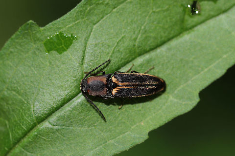 Megapenthes limbalis ♂ Beetle resting on foliage at the edge of a dense mixed (oak-hickory) forest. Geotagged,Megapenthes limbalis,Spring,United States