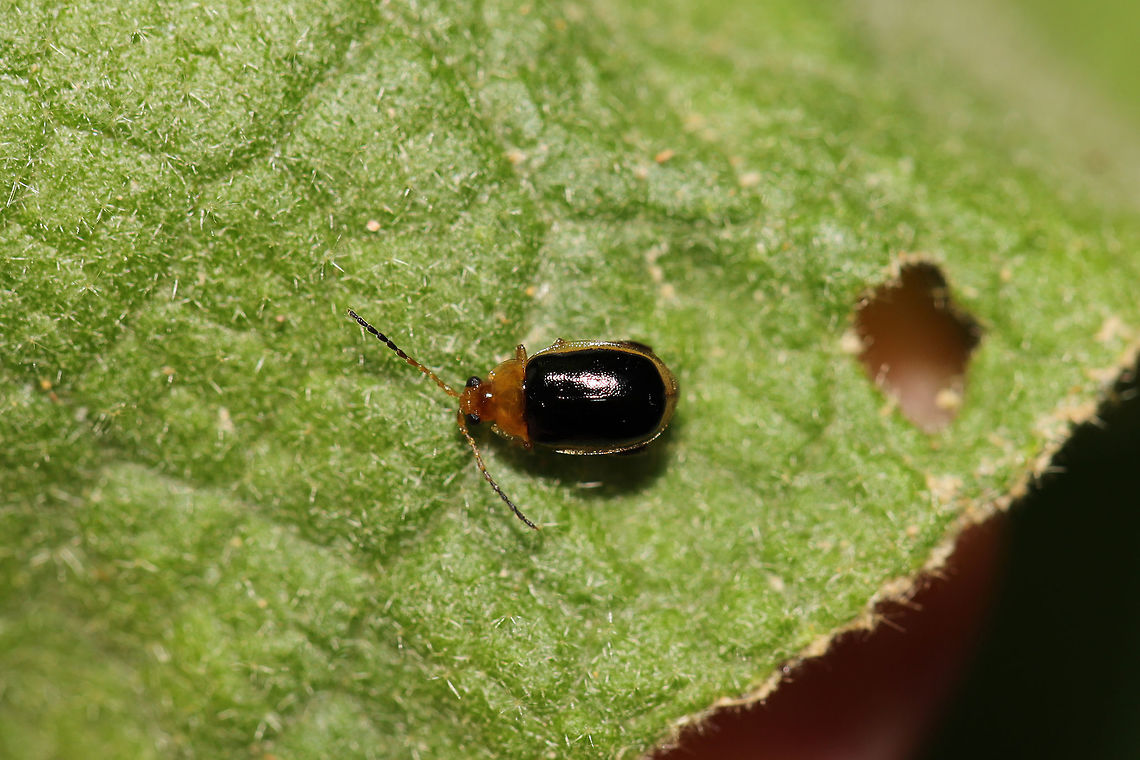 Flea Beetle (Capraita circumdata) Many individuals on Wild Comfrey (Andersonglossum virginianum)<br />
at the edge of a dense mixed (hickory-oak) forest. Capraita circumdata,Geotagged,Spring,United States