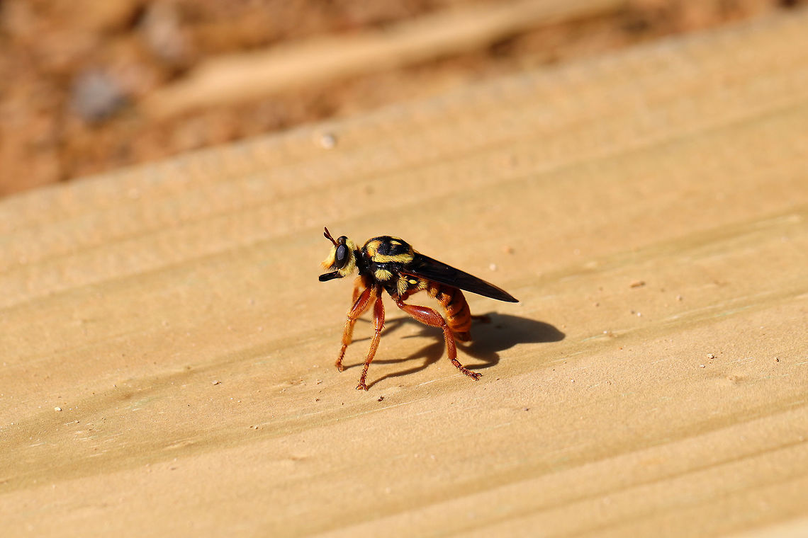 Saffron Robber Fly (Laphria saffrana) At the disturbed edge of a dense mixed (oak-hickory-pine) forest. <br />
<br />
Laphria saffrana is thought to be a Southern Yellowjacket (Vespula squamosa) queen mimic!<br />
<figure class="photo"><a href="https://www.jungledragon.com/image/80351/saffron_robber_fly_laphria_saffrana.html" title="Saffron Robber Fly (Laphria saffrana)"><img src="https://s3.amazonaws.com/media.jungledragon.com/images/3231/80351_thumb.jpg?AWSAccessKeyId=05GMT0V3GWVNE7GGM1R2&Expires=1759968010&Signature=OdSaWyiQo0hTYs3CUYkidCoPoG8%3D" width="200" height="134" alt="Saffron Robber Fly (Laphria saffrana) At the disturbed edge of a dense mixed (oak-hickory-pine) forest.<br />
<br />
Laphria saffrana is thought to be a Southern Yellowjacket (Vespula squamosa) queen mimic! <br />
https://www.jungledragon.com/image/80350/saffron_robber_fly_laphria_saffrana.html Geotagged,Laphria saffrana,Spring,United States" /></a></figure> Geotagged,Laphria saffrana,Spring,United States