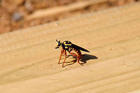 Saffron Robber Fly (Laphria saffrana) At the disturbed edge of a dense mixed (oak-hickory-pine) forest. <br />
<br />
Laphria saffrana is thought to be a Southern Yellowjacket (Vespula squamosa) queen mimic!<br />
https://www.jungledragon.com/image/80351/saffron_robber_fly_laphria_saffrana.html Geotagged,Laphria saffrana,Spring,United States