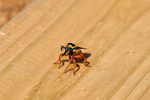 Saffron Robber Fly (Laphria saffrana) At the disturbed edge of a dense mixed (oak-hickory-pine) forest.

Laphria saffrana is thought to be a Southern Yellowjacket (Vespula squamosa) queen mimic! 
https://www.jungledragon.com/image/80350/saffron_robber_fly_laphria_saffrana.html Geotagged,Laphria saffrana,Spring,United States