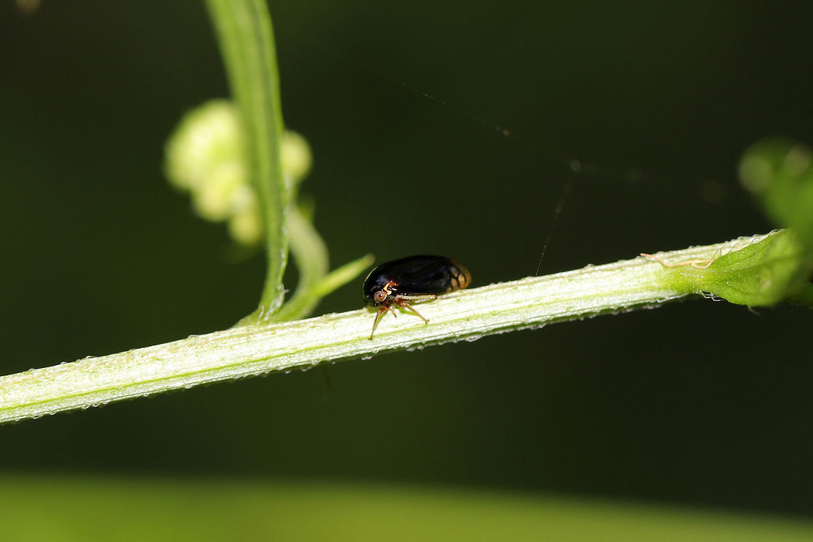 Black Leafhopper (Acutalis tartarea) At the meadowy edge of a dense mixed (hickory-oak) forest. <br />
<figure class="photo"><a href="https://www.jungledragon.com/image/80353/black_leafhopper_acutalis_tartarea.html" title="Black Leafhopper (Acutalis tartarea)"><img src="https://s3.amazonaws.com/media.jungledragon.com/images/3231/80353_thumb.jpg?AWSAccessKeyId=05GMT0V3GWVNE7GGM1R2&Expires=1769040010&Signature=p2hlXXtf7xFfuao5TU%2FnAdaygq0%3D" width="200" height="134" alt="Black Leafhopper (Acutalis tartarea) At the meadowy edge of a dense mixed (hickory-oak) forest. <br />
https://www.jungledragon.com/image/80352/black_leafhopper_acutalis_tartarea.html Acutalis tartarea,Black Leafhopper,Geotagged,Spring,United States" /></a></figure> Acutalis tartarea,Black Leafhopper,Geotagged,Spring,United States