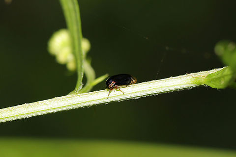 Black Leafhopper (Acutalis tartarea) At the meadowy edge of a dense mixed (hickory-oak) forest. 
https://www.jungledragon.com/image/80353/black_leafhopper_acutalis_tartarea.html Acutalis tartarea,Black Leafhopper,Geotagged,Spring,United States