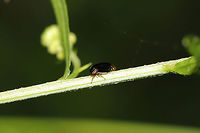 Black Leafhopper (Acutalis tartarea) At the meadowy edge of a dense mixed (hickory-oak) forest. <br />
https://www.jungledragon.com/image/80353/black_leafhopper_acutalis_tartarea.html Acutalis tartarea,Black Leafhopper,Geotagged,Spring,United States