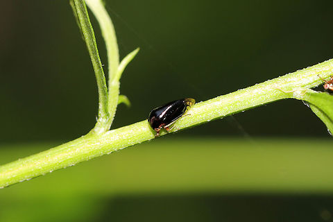 Black Leafhopper (Acutalis tartarea) At the meadowy edge of a dense mixed (hickory-oak) forest. 
https://www.jungledragon.com/image/80352/black_leafhopper_acutalis_tartarea.html Acutalis tartarea,Black Leafhopper,Geotagged,Spring,United States