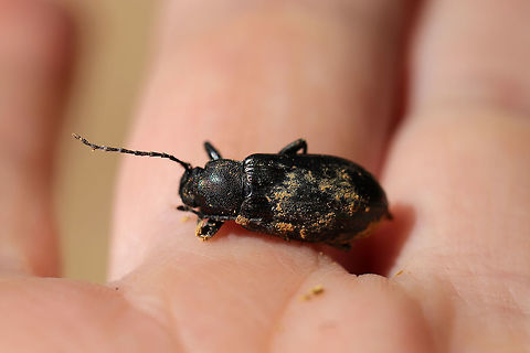 Tarpela venusta At the disturbed edge of a dense mixed forest (hickory-oak-pine).
https://www.jungledragon.com/image/80355/tarpela_venusta.html Geotagged,Spring,Tarpela venusta,United States