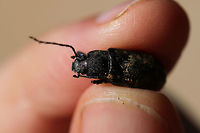 Tarpela venusta At the disturbed edge of a dense mixed forest (hickory-oak-pine).<br />
https://www.jungledragon.com/image/80354/tarpela_venusta.html Geotagged,Spring,Tarpela venusta,United States