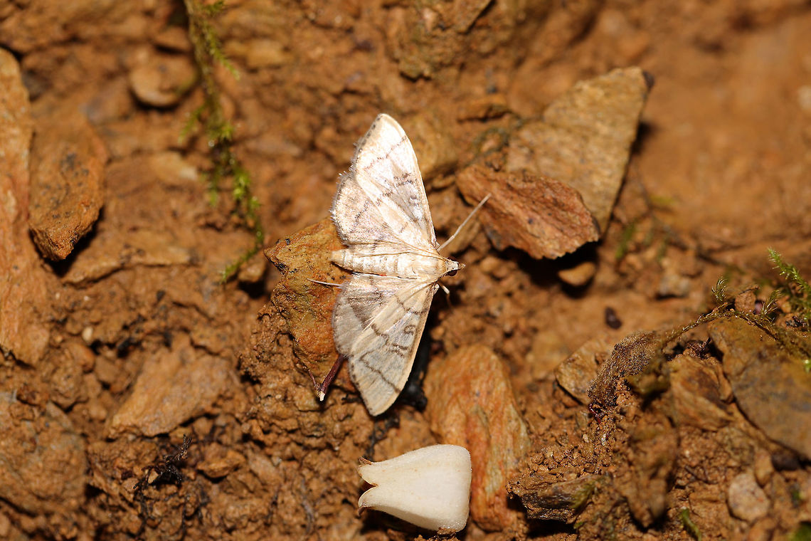 Hollow-spotted Blepharomastix Moth (Blepharomastix ranalis) Originally found resting on Dogwood leaves (Cornus florida). Also near Sourwood trees (Oxydendrum arboreum). Note the fallen flower beside it. Blepharomastix ranalis,Geotagged,Spring,United States